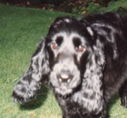 close up of face and long ears