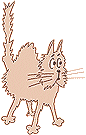 scared cat