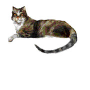 animated cat