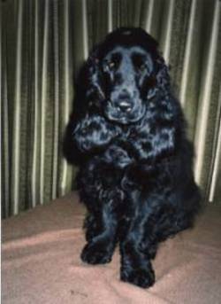 Portrait of a young Donna